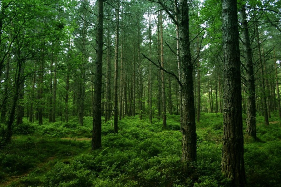 Photo of green forest