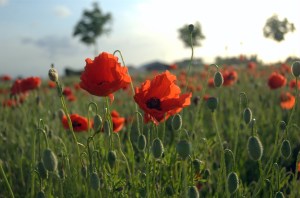 Poppies in Flanders