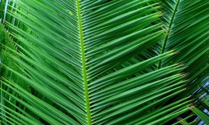 Palm leaves