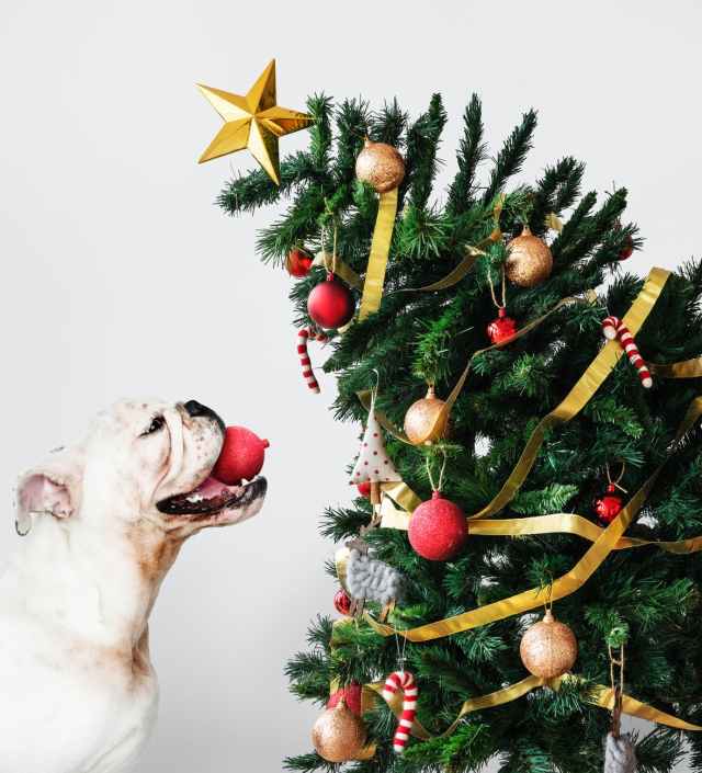 animal bulldog candy cane christmas balls